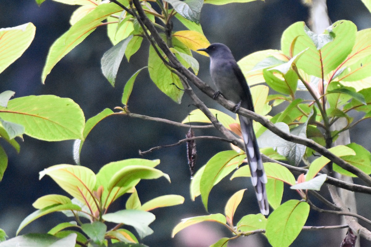 Long-tailed Sibia - ML644247858