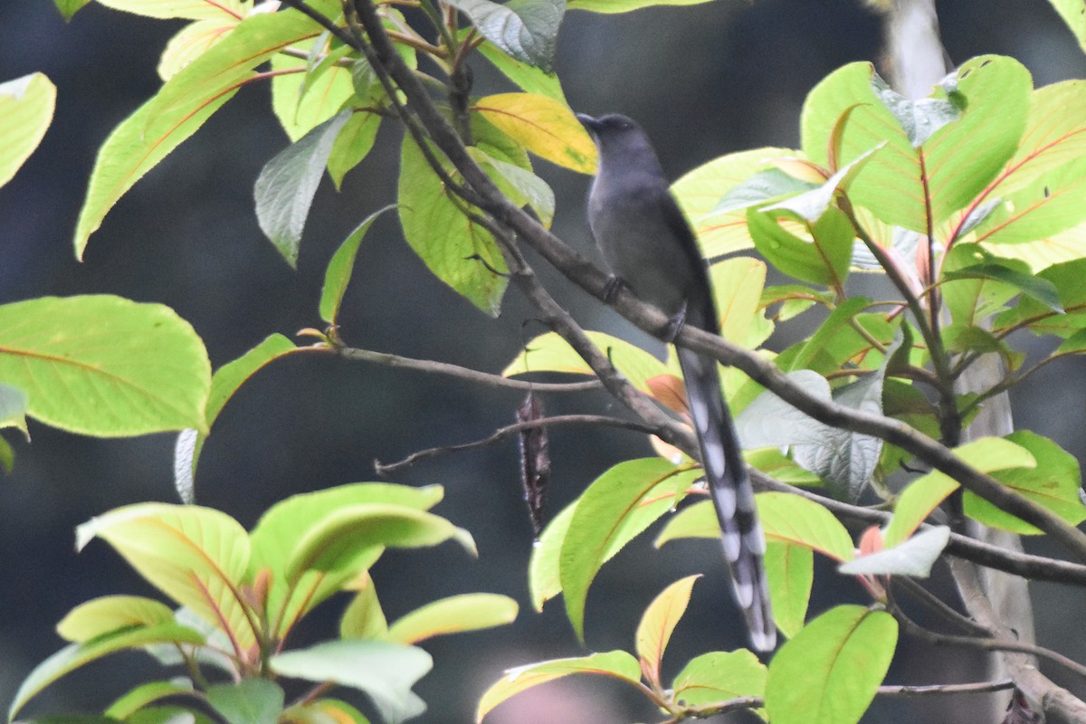 Long-tailed Sibia - ML644247859