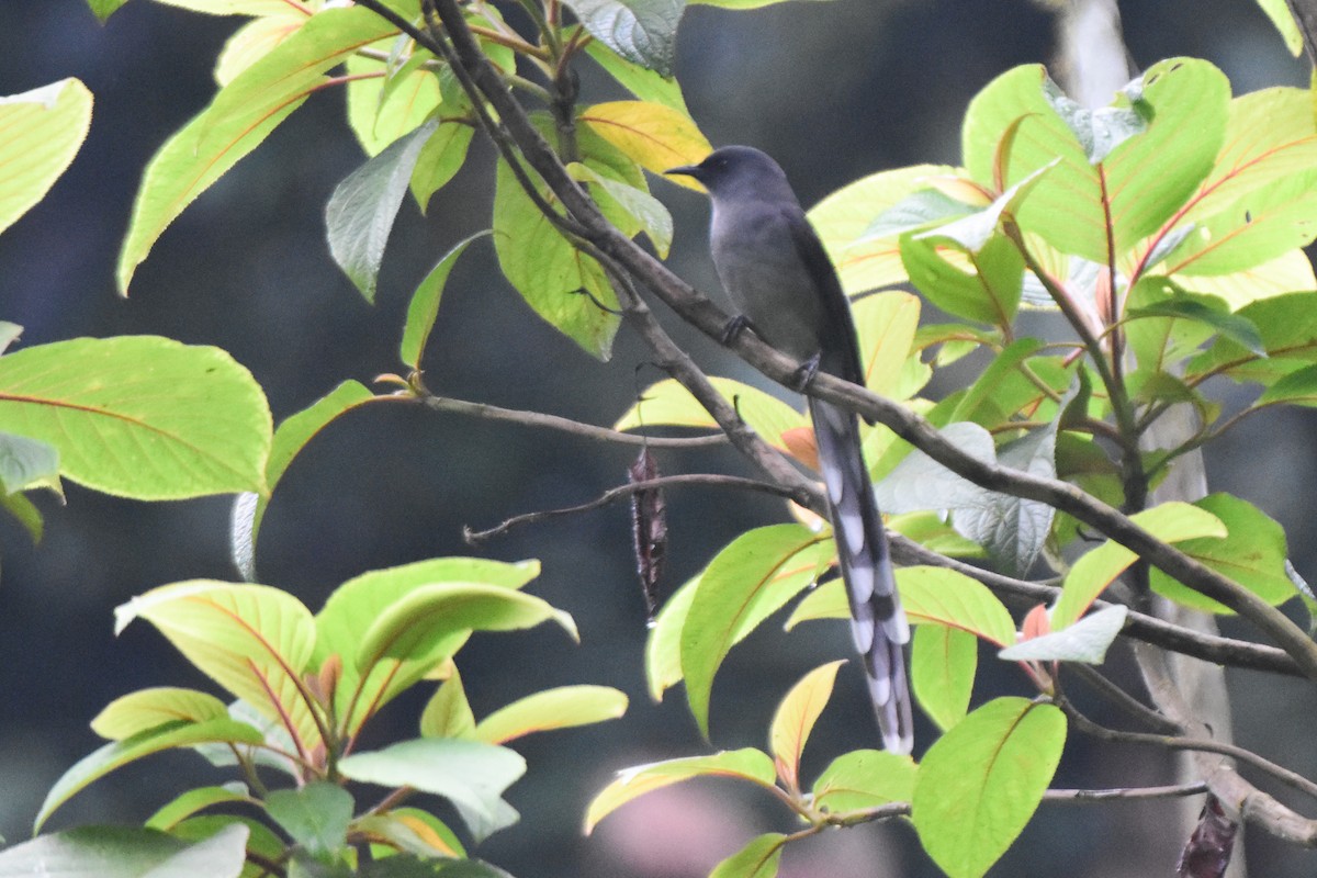 Long-tailed Sibia - ML644247861