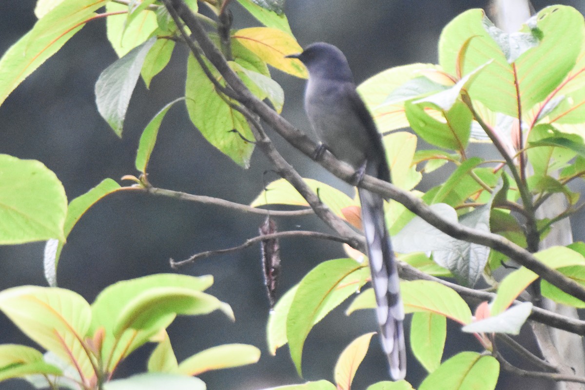 Long-tailed Sibia - ML644247862