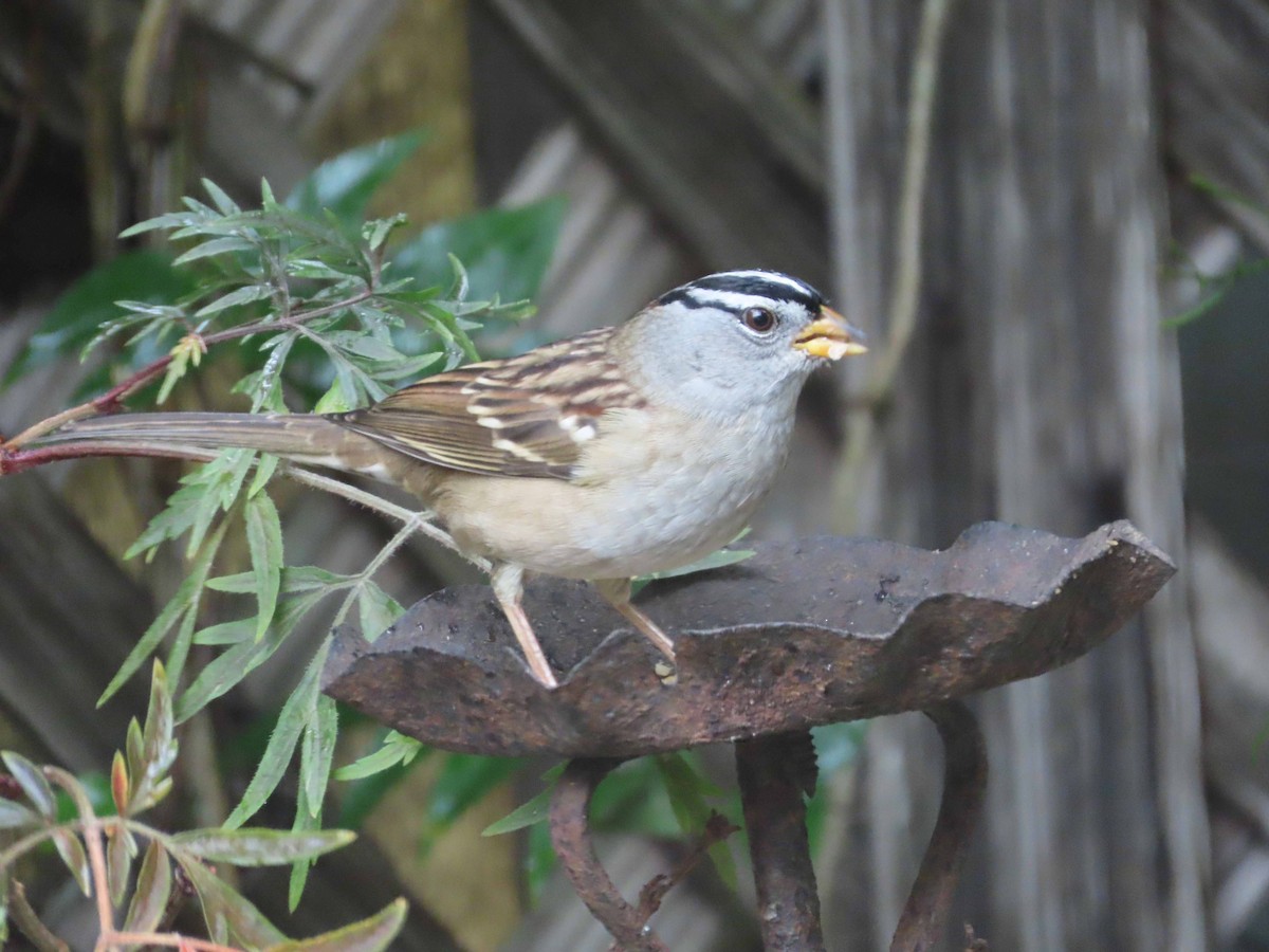 strnadec bělopásý - ML644247868