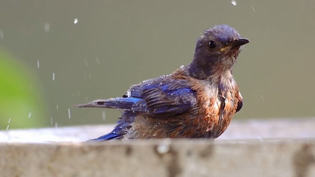 チャカタルリツグミ - ML644247878