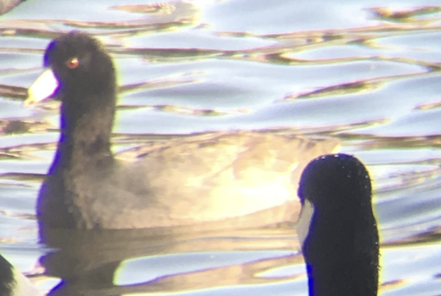 American Coot - ML644247884