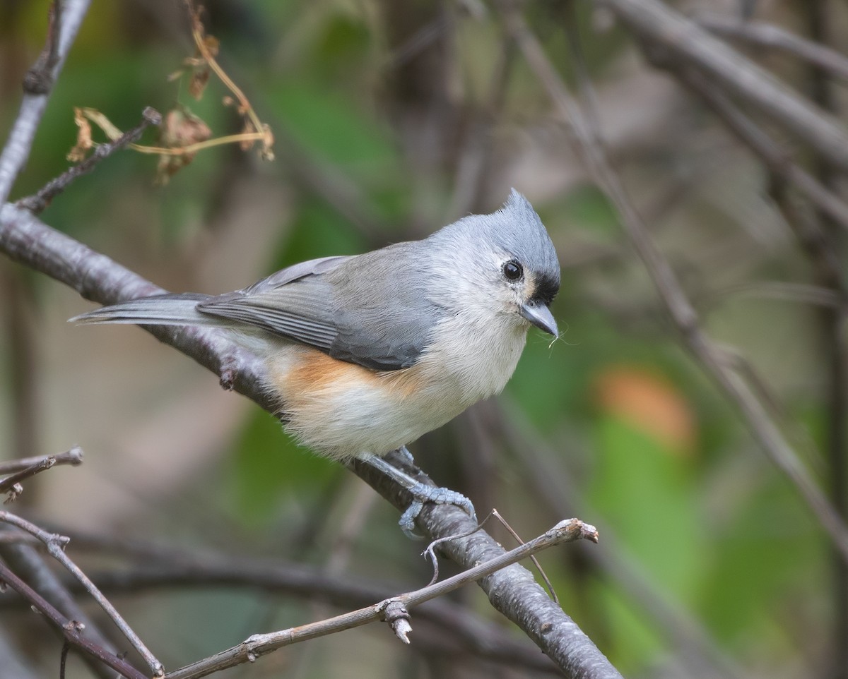 Tufted Titmouse - ML644247886