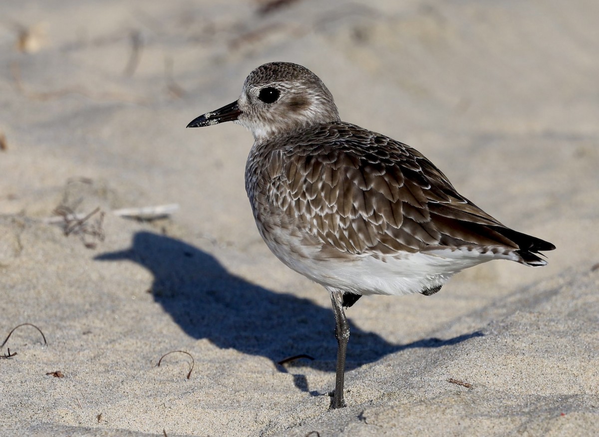 Black-bellied Plover - ML644247887
