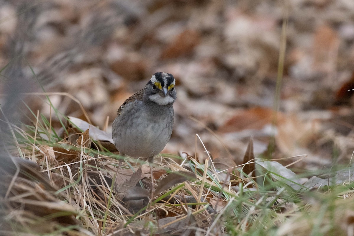 Chingolo Gorjiblanco - ML644247891