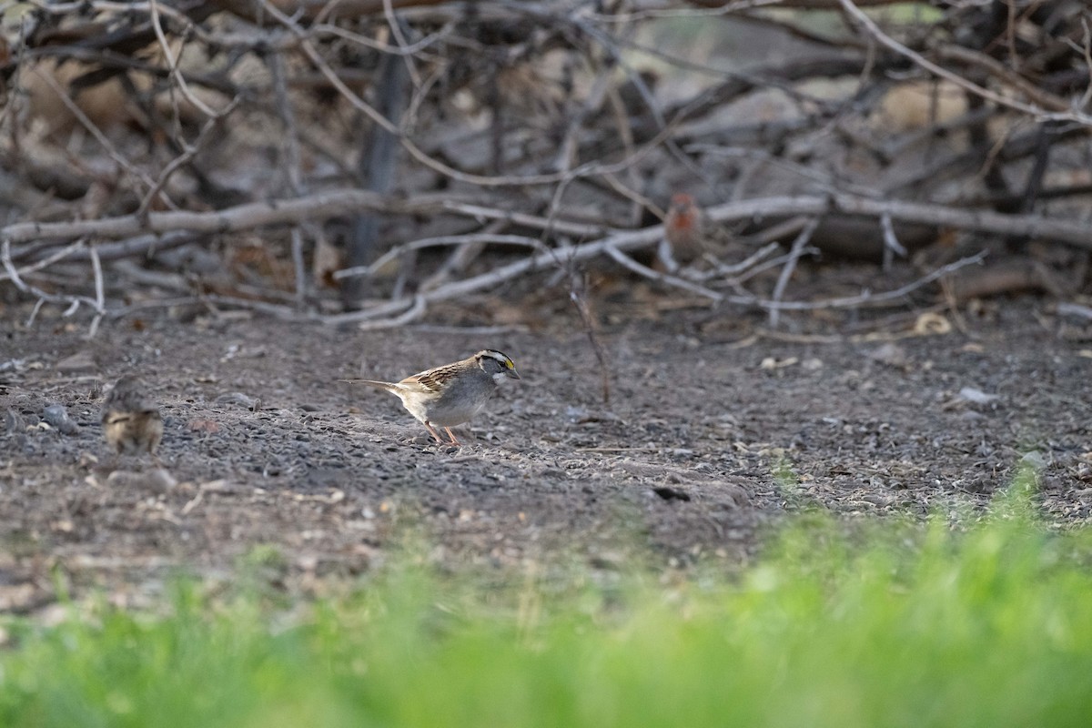 Chingolo Gorjiblanco - ML644247892