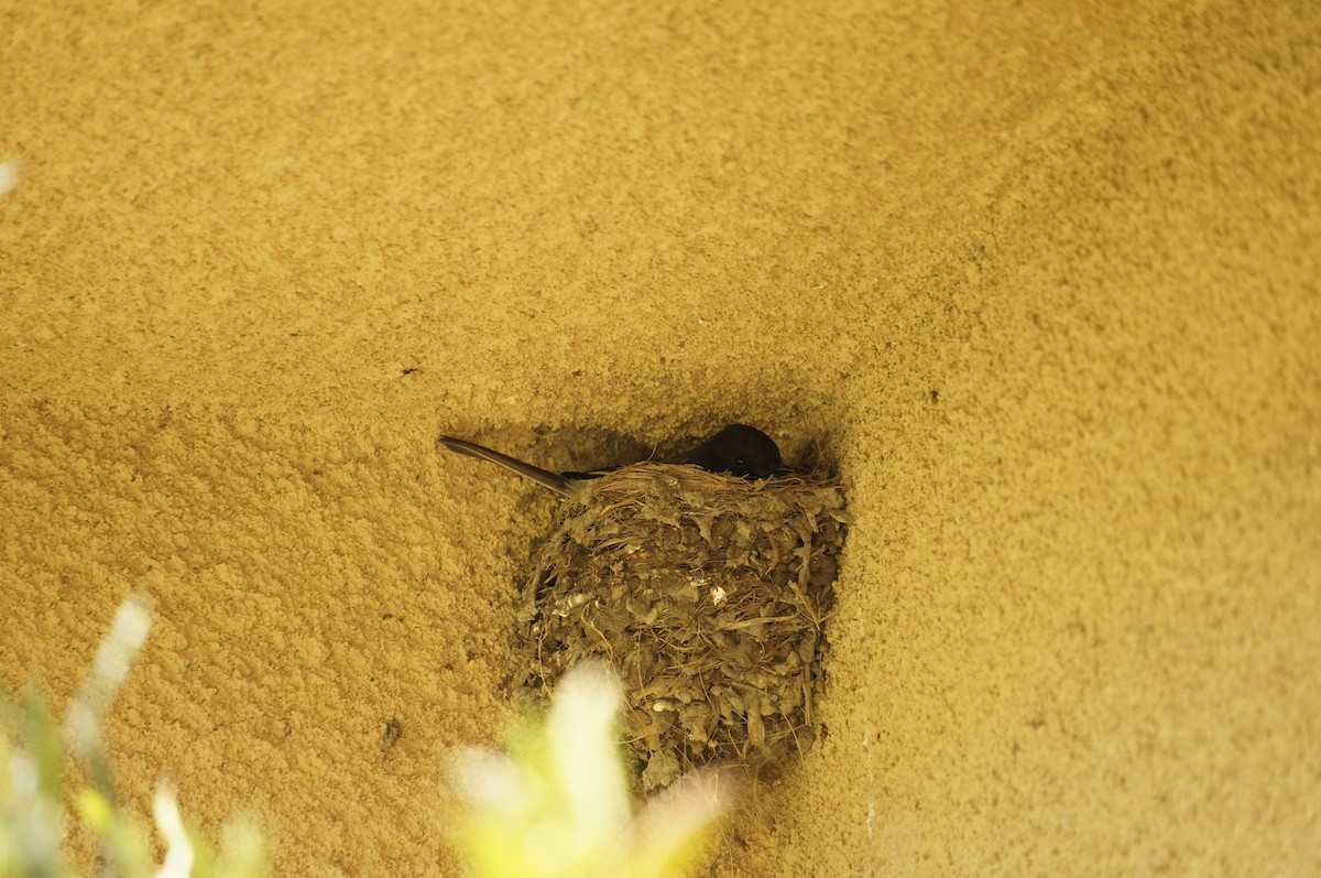 Black Phoebe - ML644247901