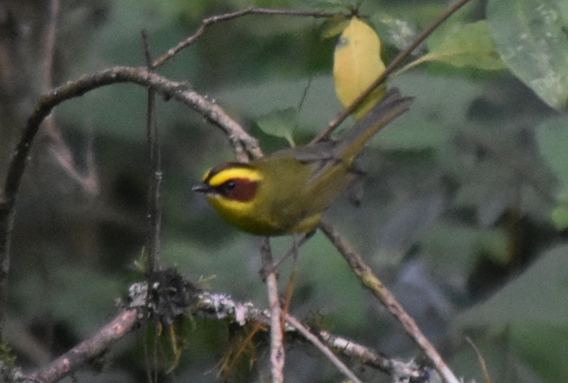 Reinita Cejidorada - ML644247907