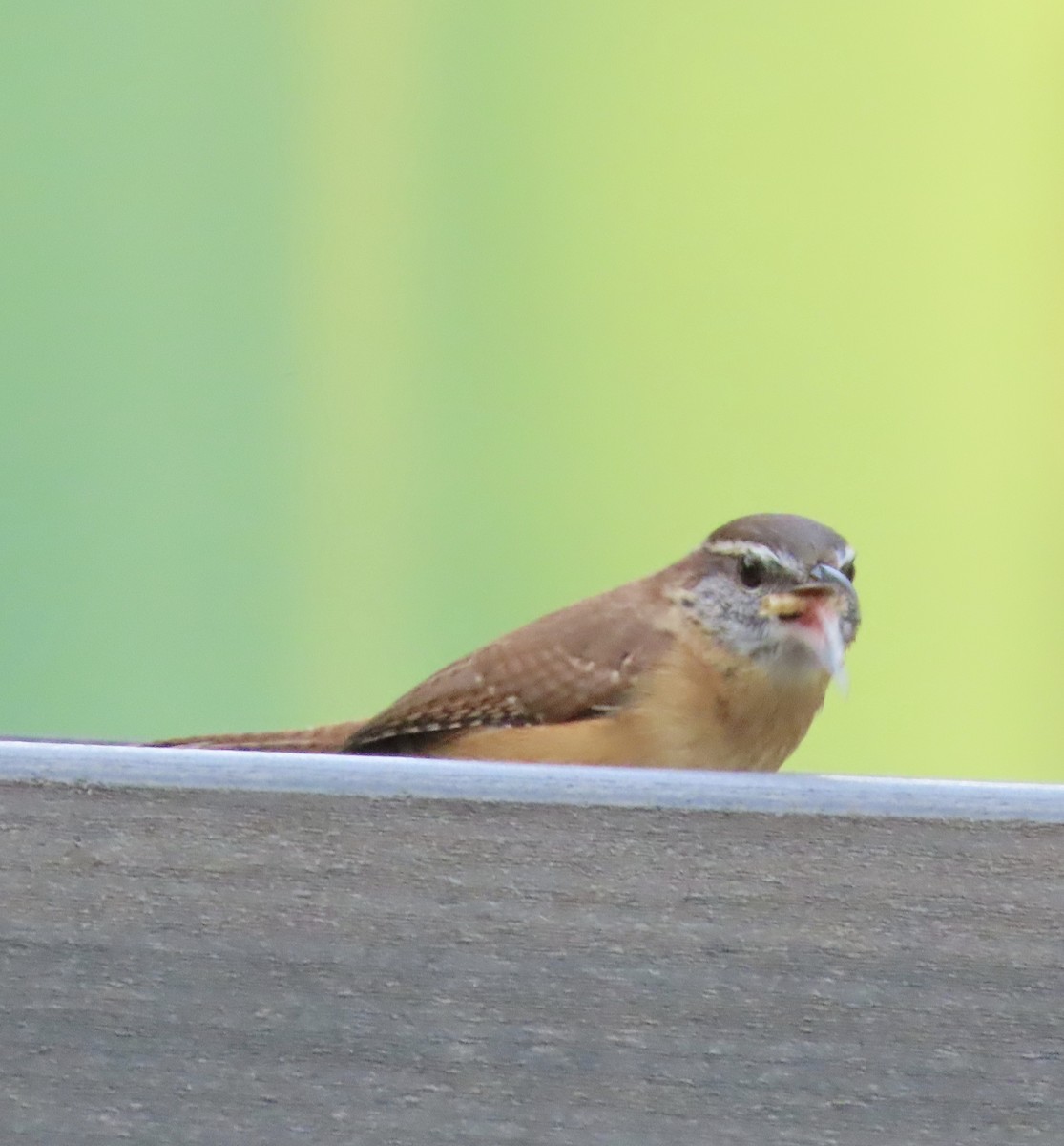 Carolina Wren - ML644247917