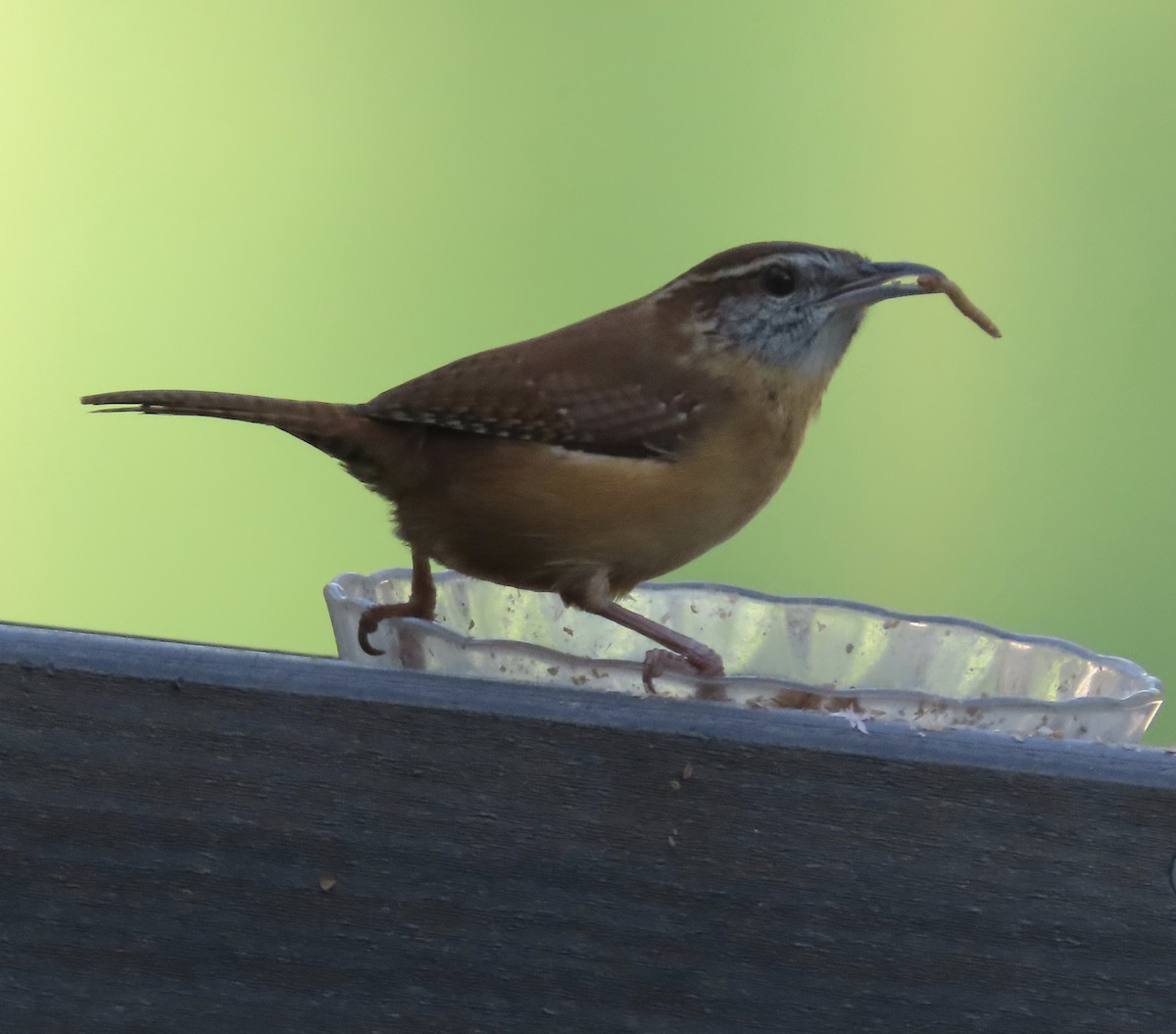 Carolina Wren - ML644247918