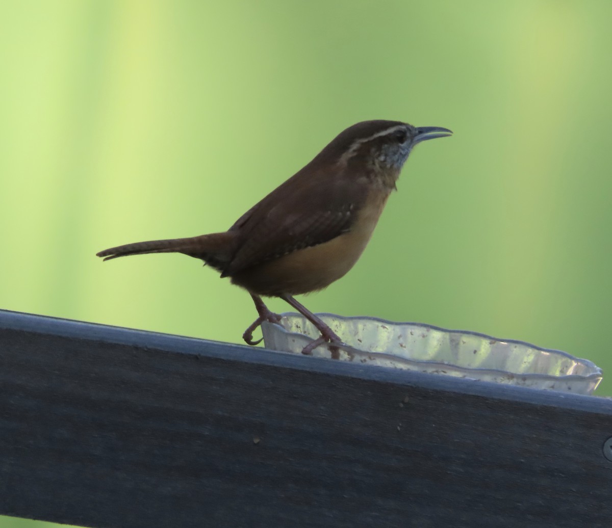 Carolina Wren - ML644247919