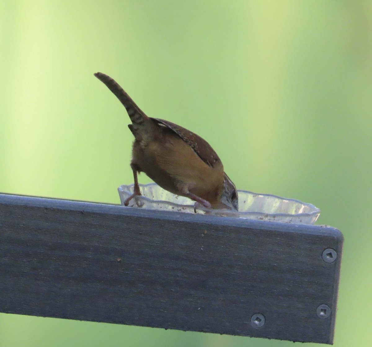 Carolina Wren - ML644247920