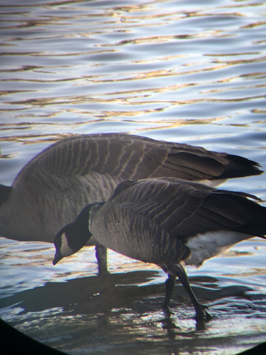 Cackling Goose (Aleutian) - ML644247923