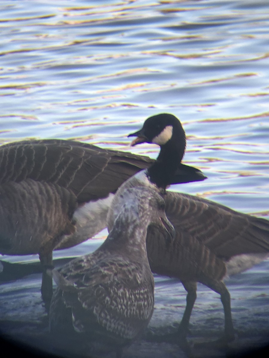 Cackling Goose (Aleutian) - ML644247924