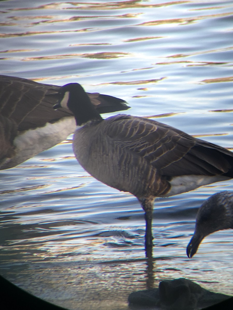 Cackling Goose (Aleutian) - ML644247925