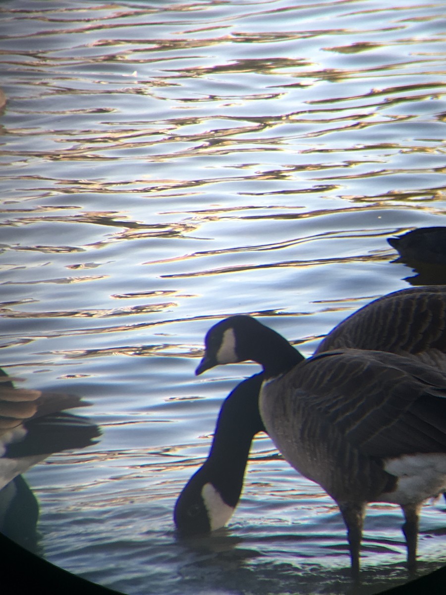 Cackling Goose (Aleutian) - ML644247926