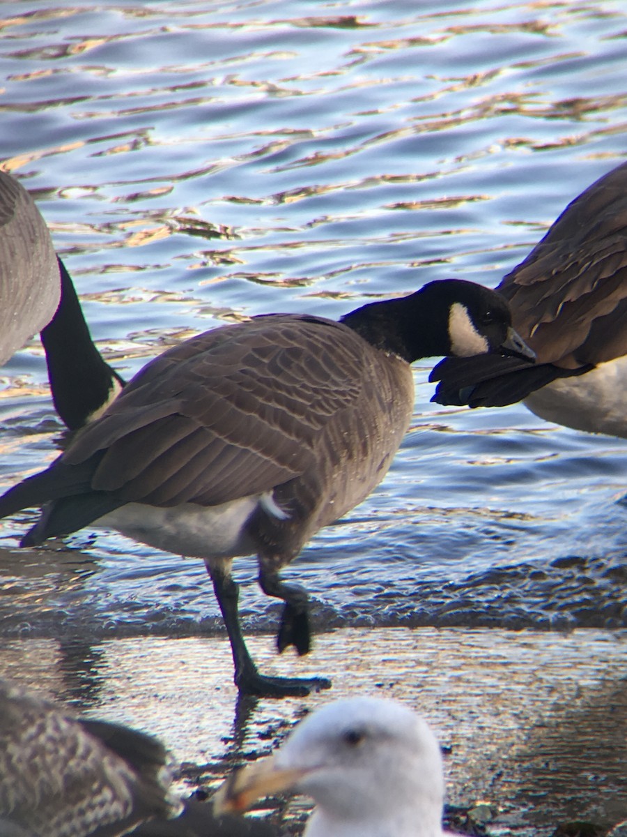 Cackling Goose (Aleutian) - ML644247927
