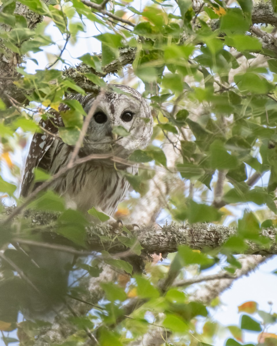 Barred Owl - ML644247928