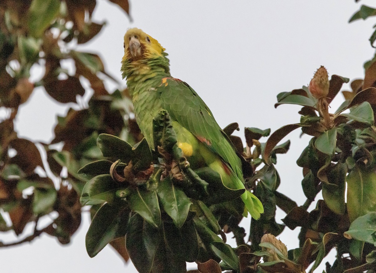 キガシラボウシインコ - ML644247931