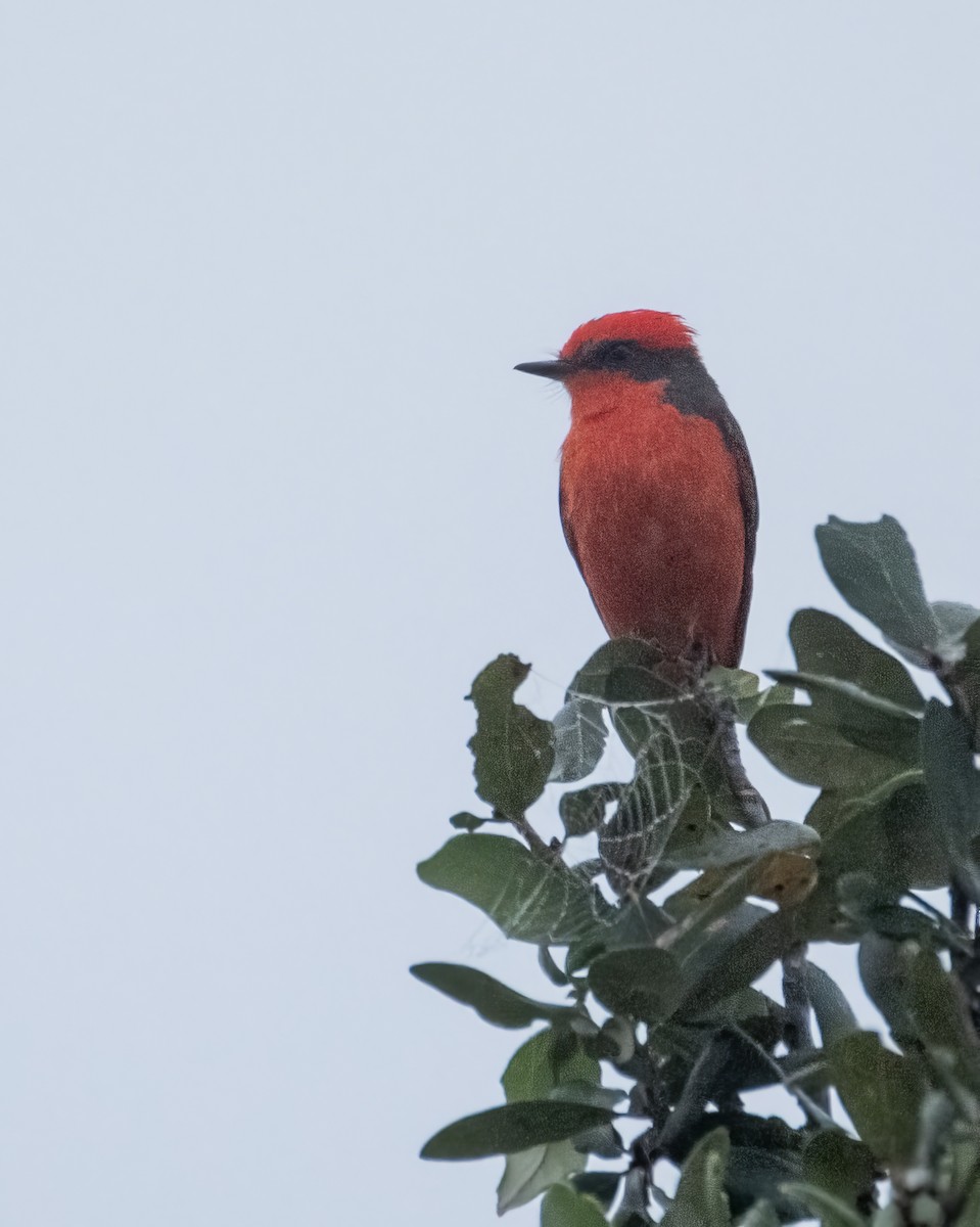 Vermilion Flycatcher - ML644247932