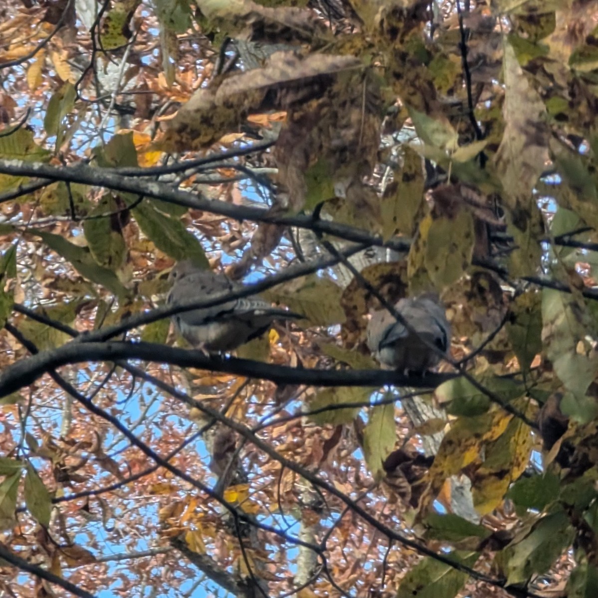 Mourning Dove - ML644247935
