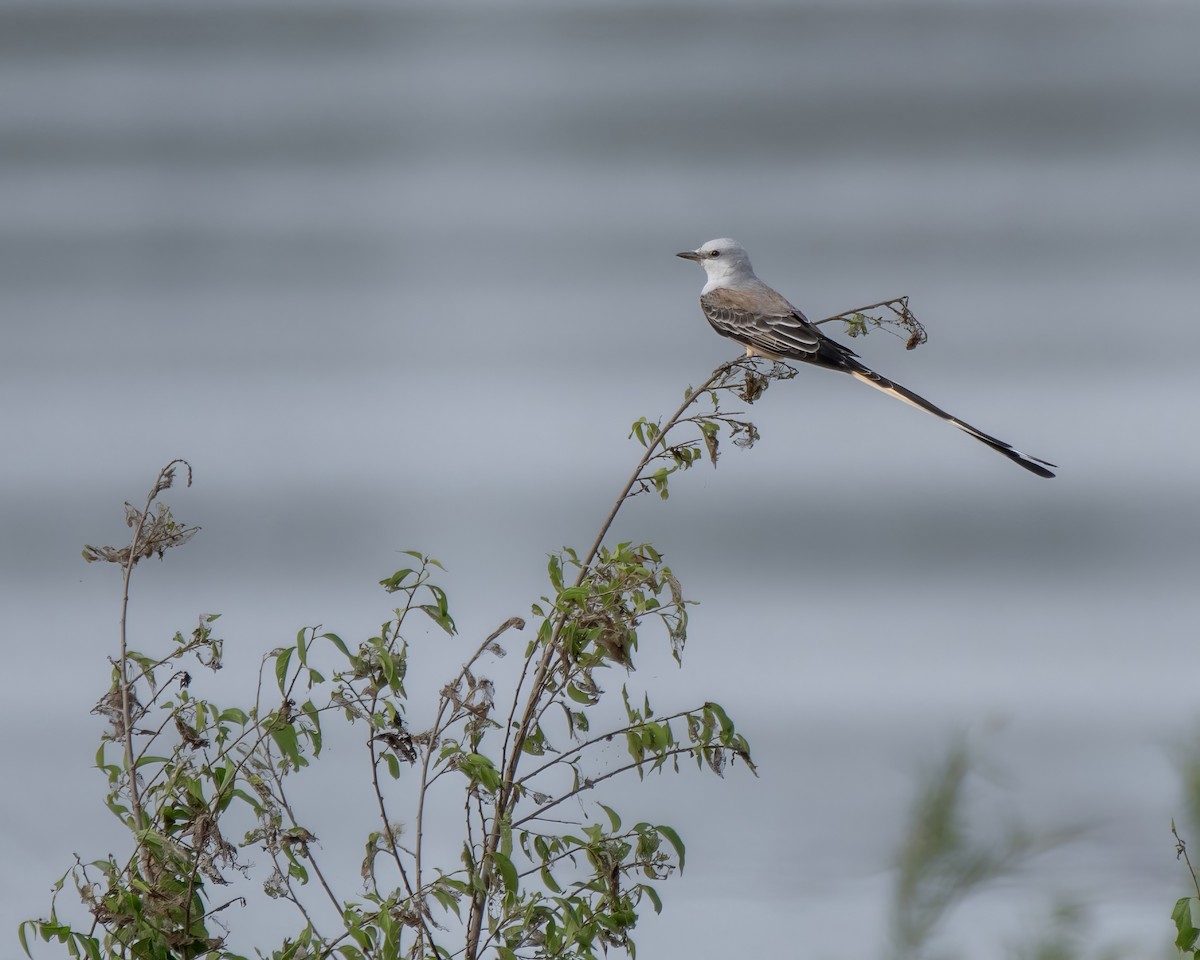 Scissor-tailed Flycatcher - ML644247936