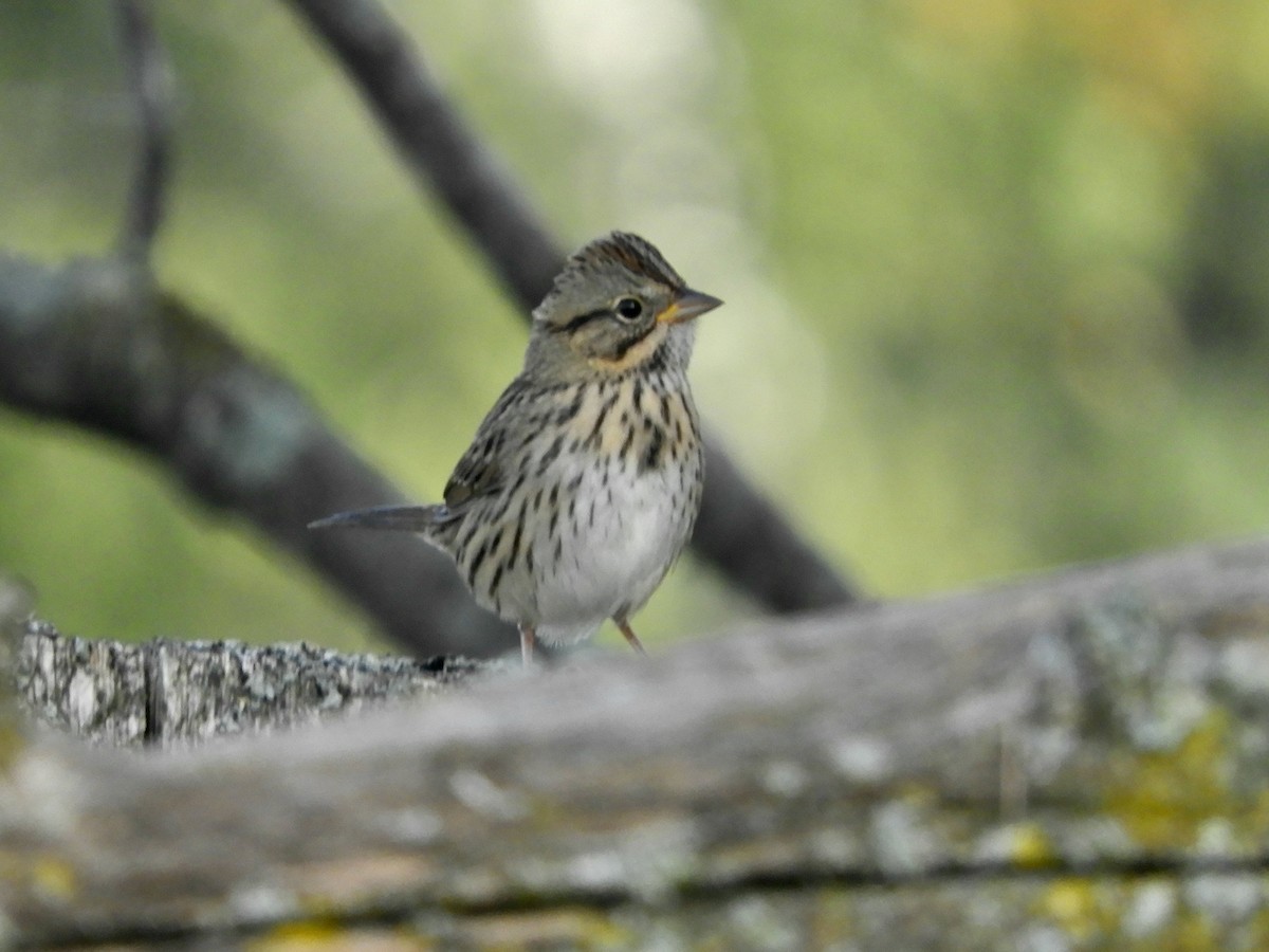 Lincoln's Sparrow - ML644247950