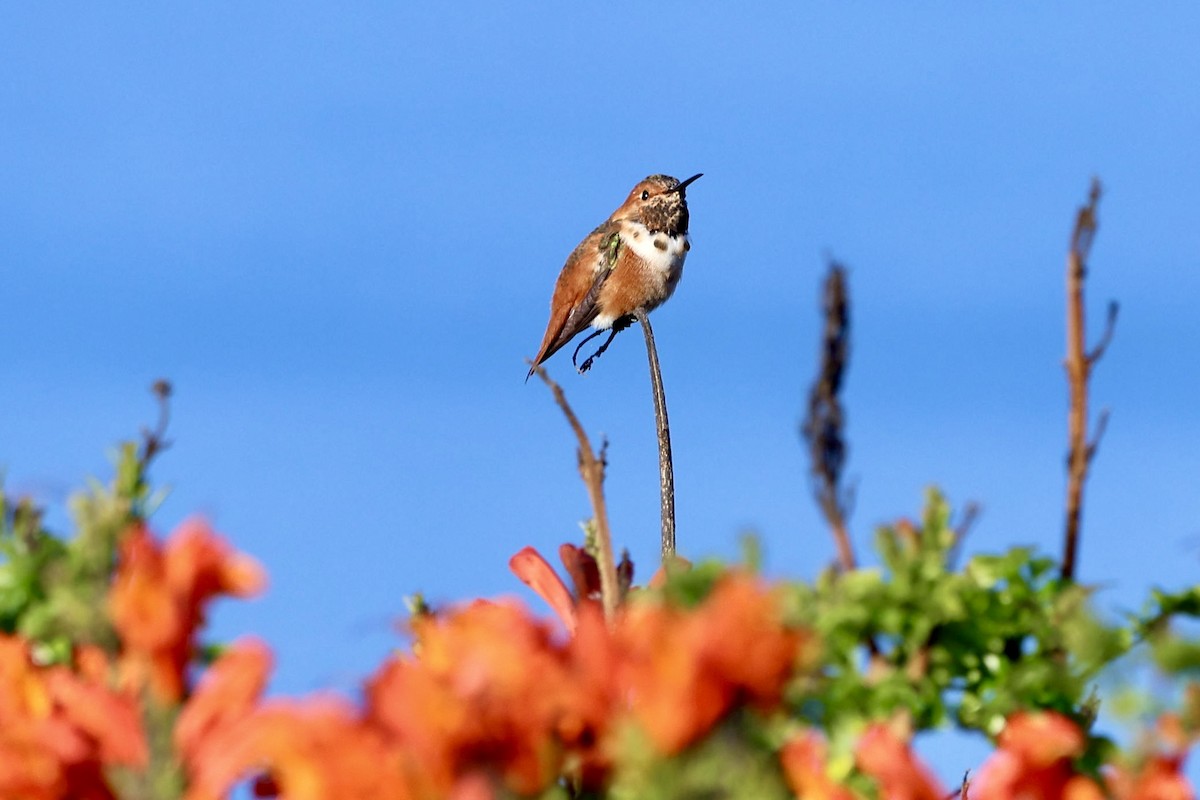 Allen's Hummingbird - ML644247956