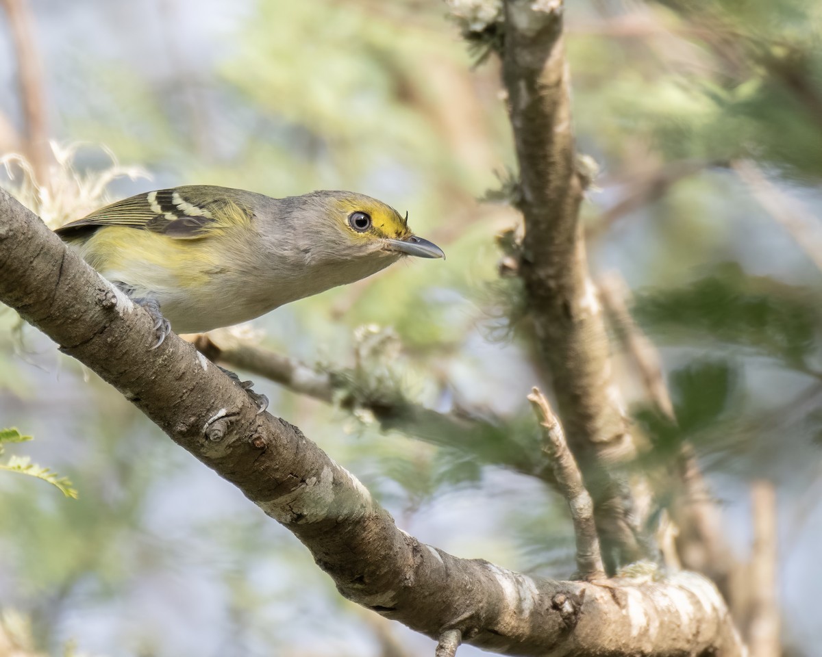White-eyed Vireo - ML644247961