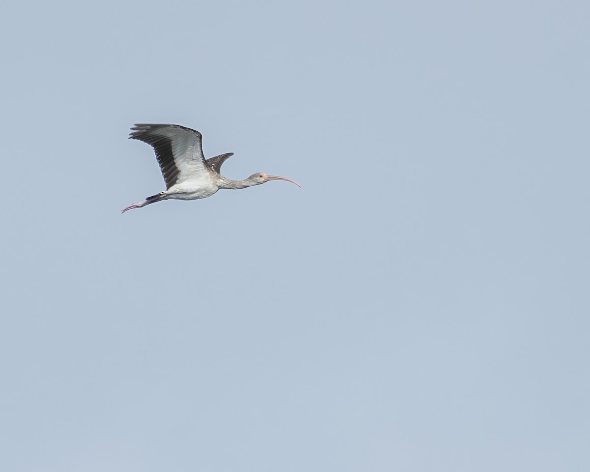 White Ibis - ML644247976