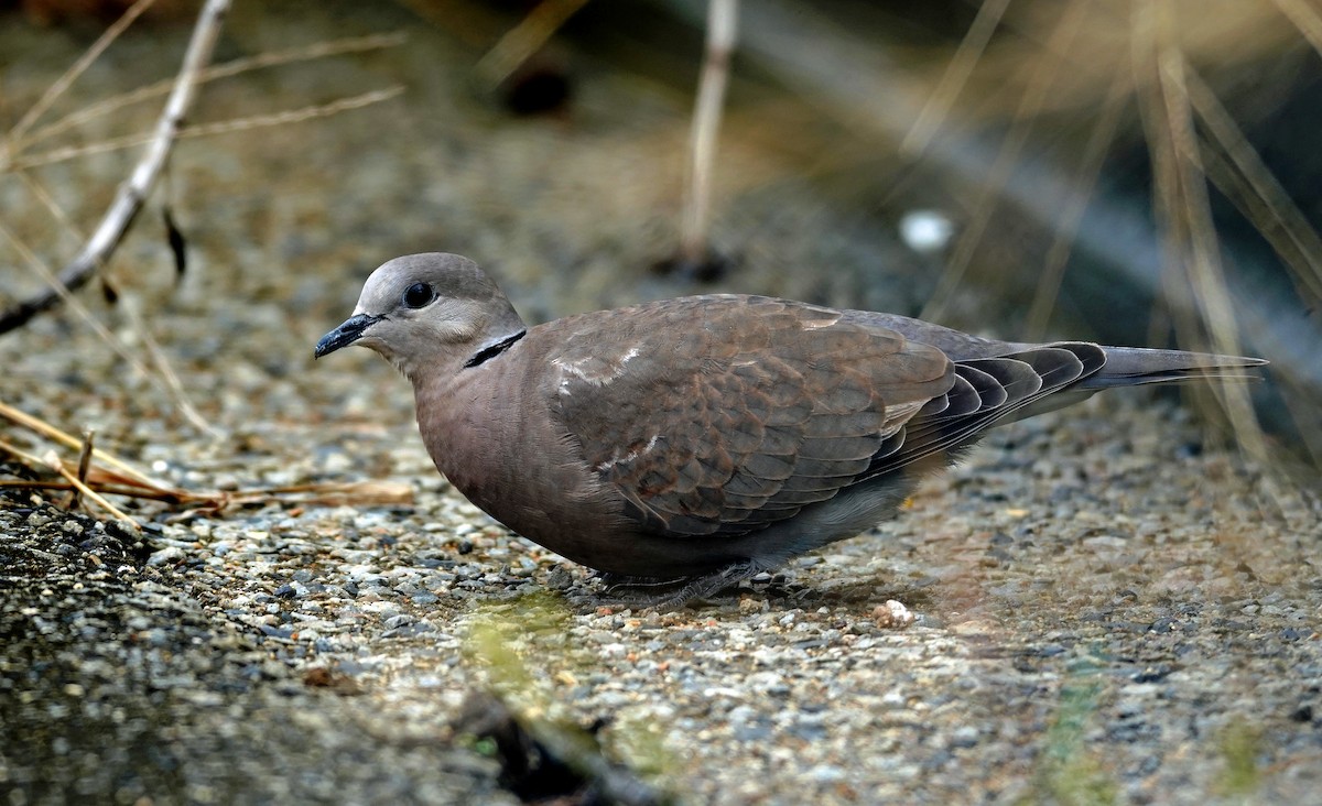 Red Collared-Dove - ML644247977