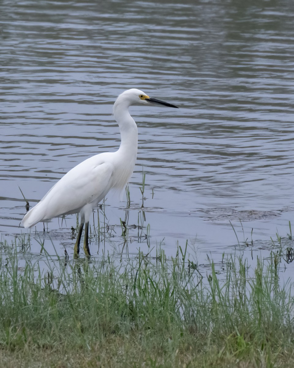 Snowy Egret - ML644247983