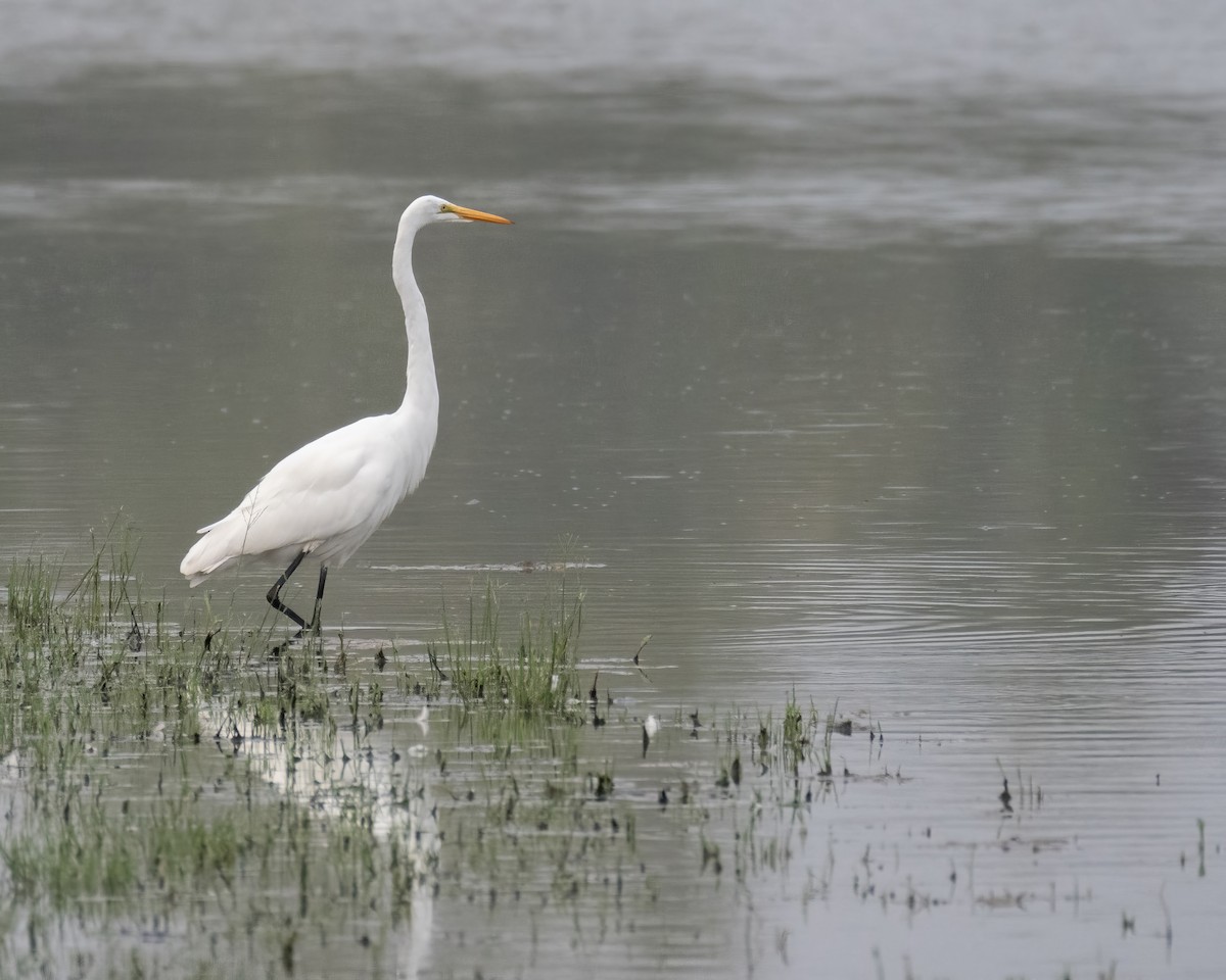 Great Egret - ML644247991