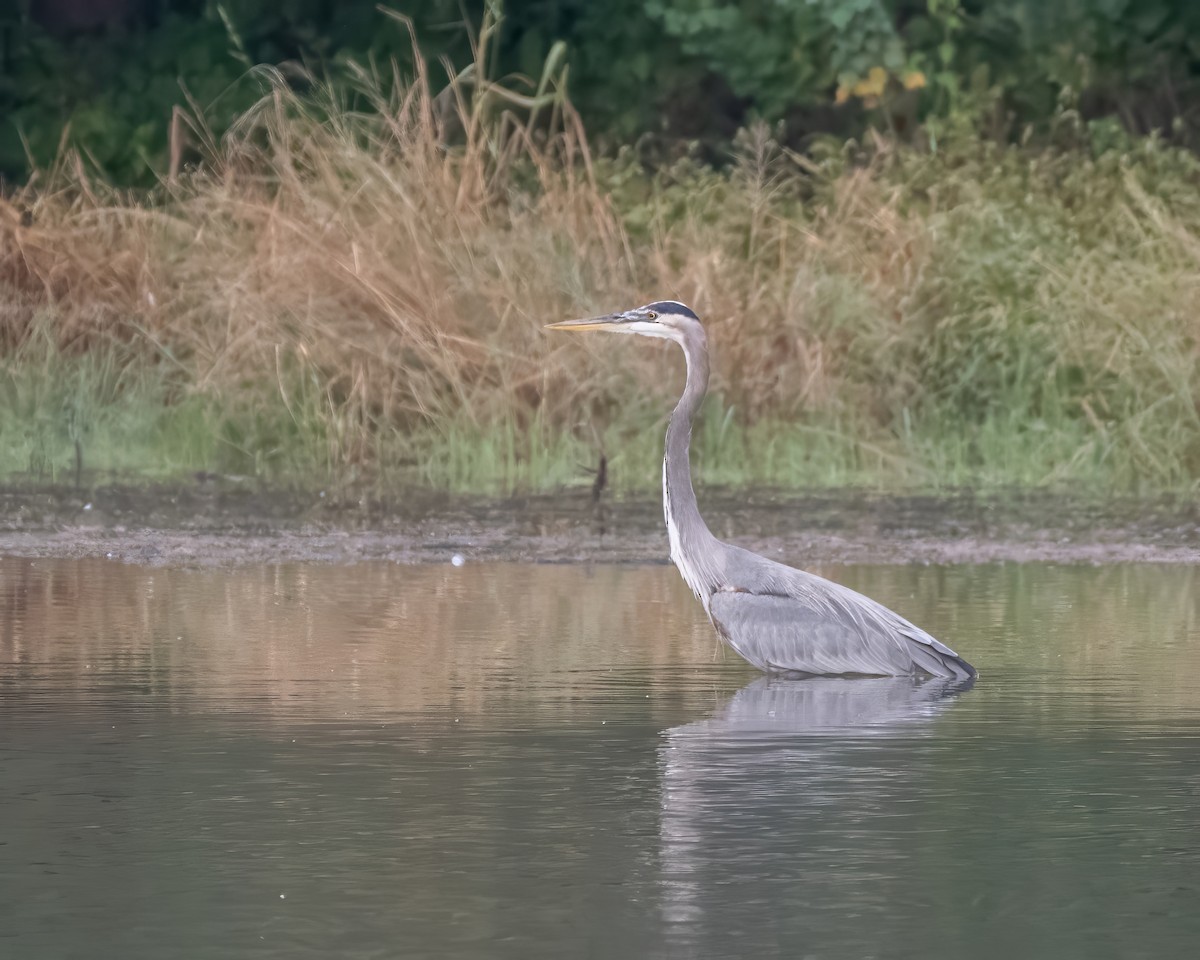 Great Blue Heron - ML644248003