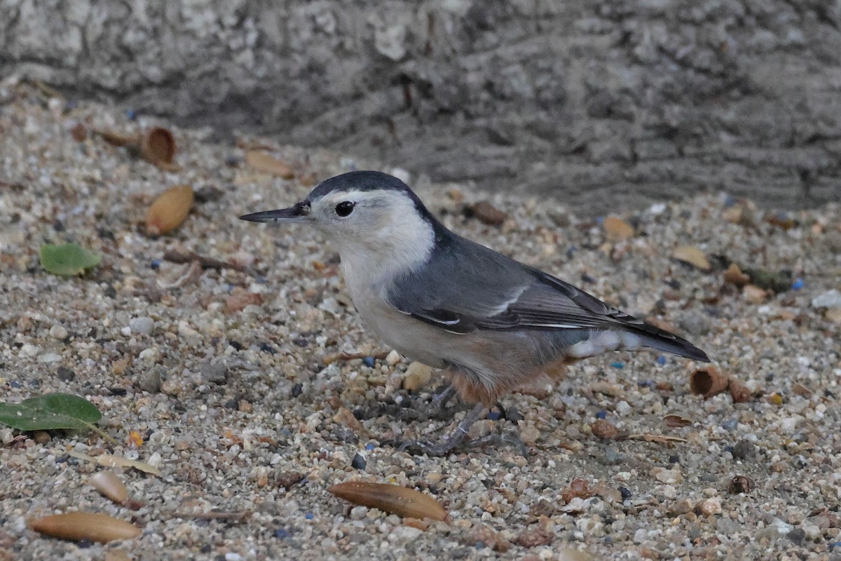 Sittelle à poitrine blanche - ML644248004