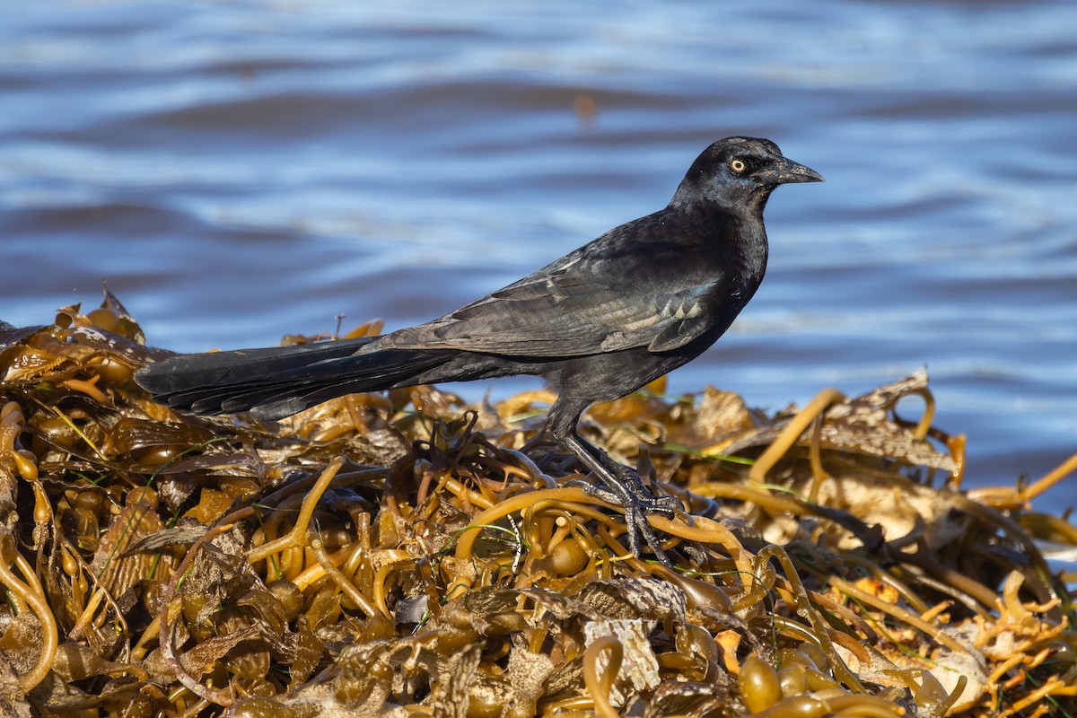 Great-tailed Grackle - ML644248010