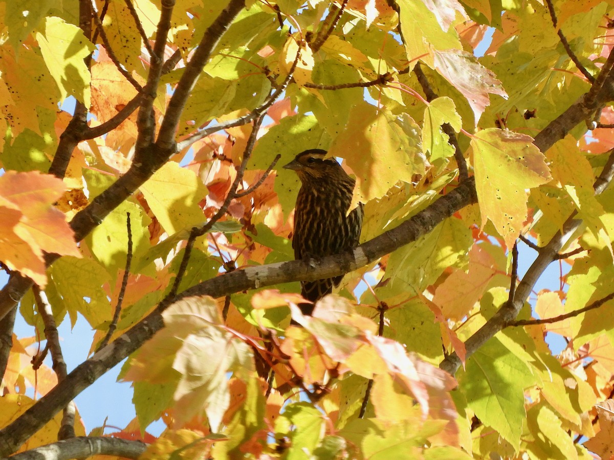 Red-winged Blackbird - ML644248020