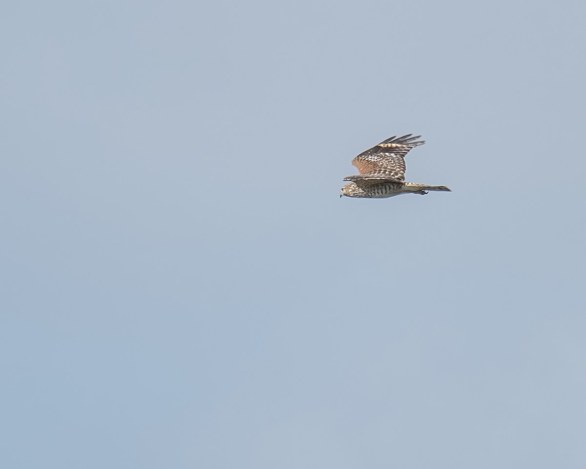 Red-shouldered Hawk - ML644248021