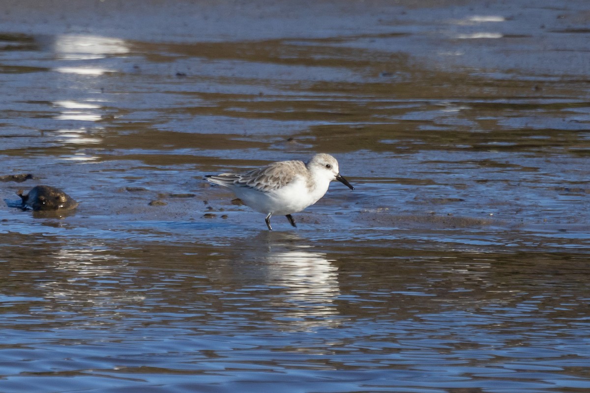 Txirri zuria - ML644248024