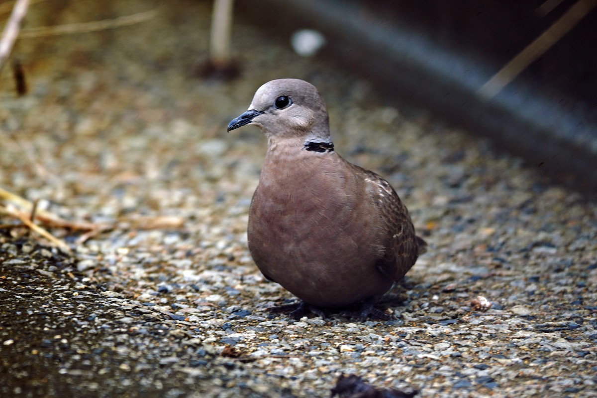 Red Collared-Dove - ML644248025