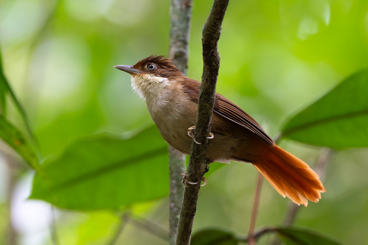 Філідор-лісовик білоокий - ML644248026
