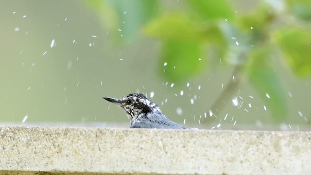 Kanada Sıvacısı - ML644248027