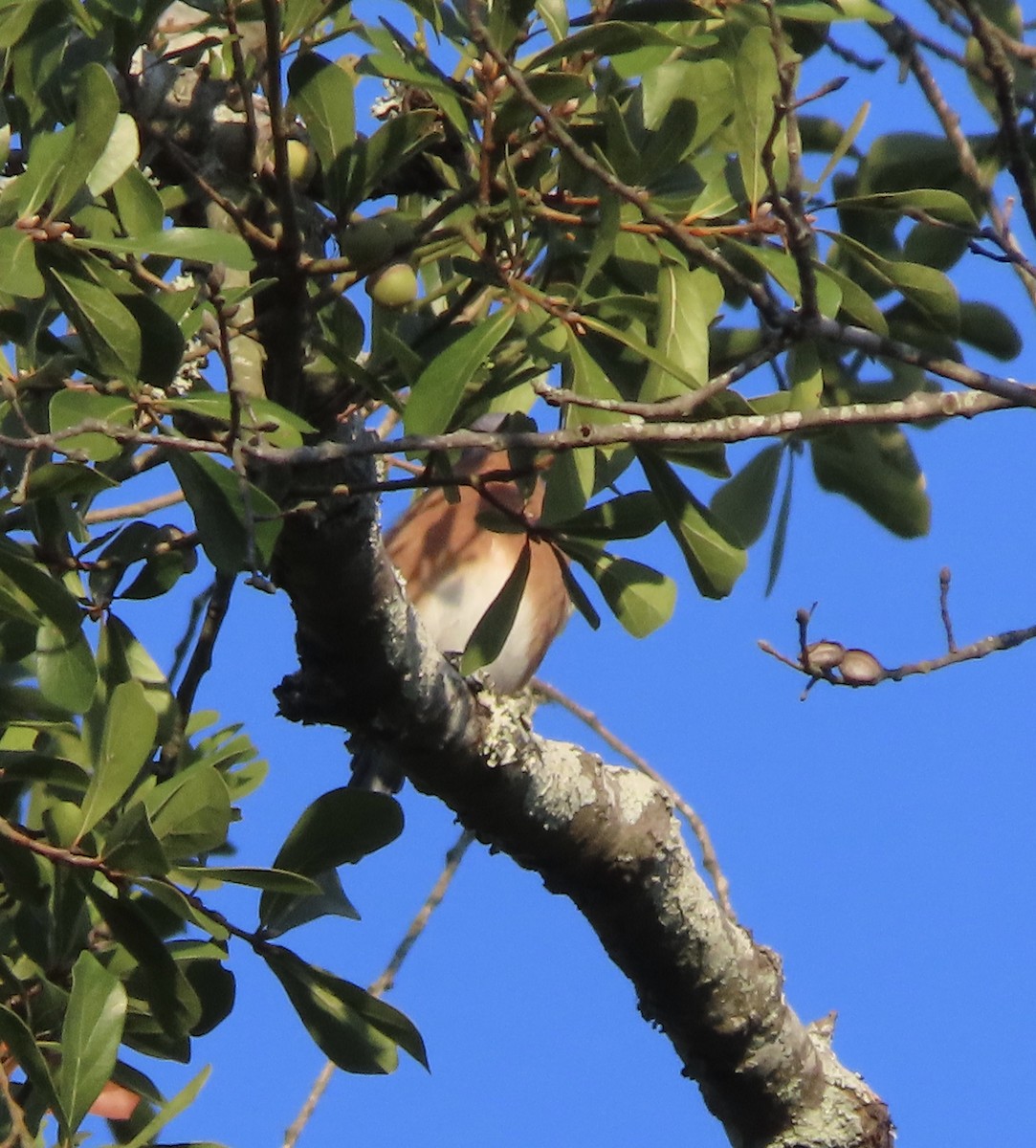 Azulejo Oriental - ML644248029