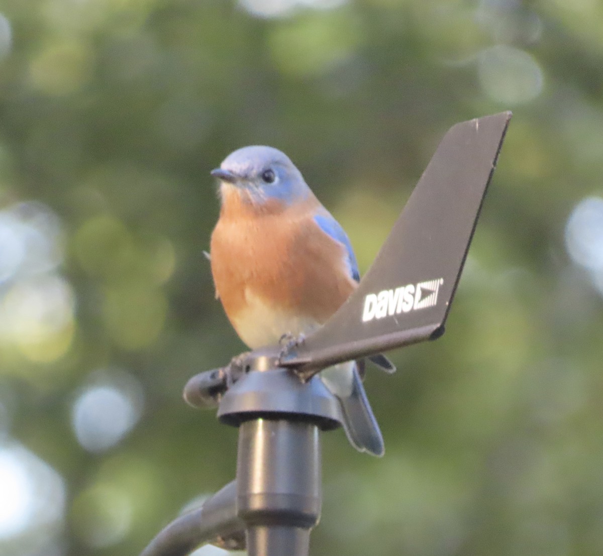 Azulejo Oriental - ML644248030