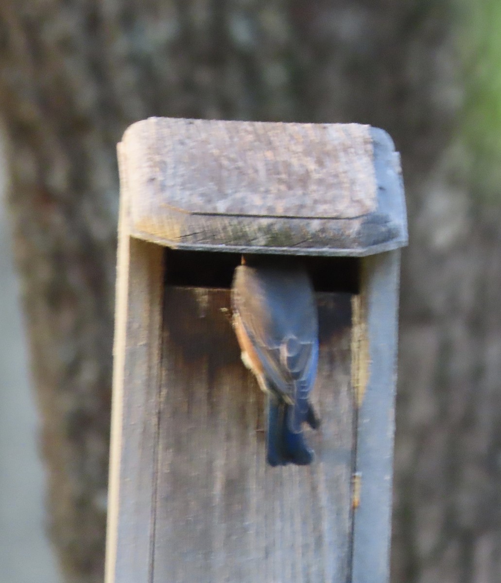 Azulejo Oriental - ML644248031