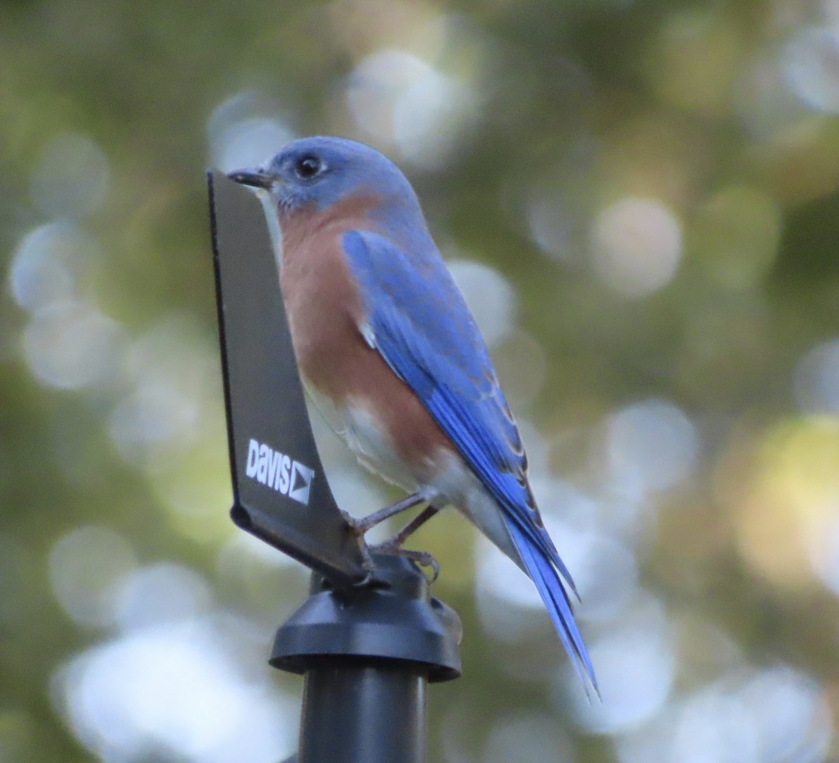 Azulejo Oriental - ML644248032