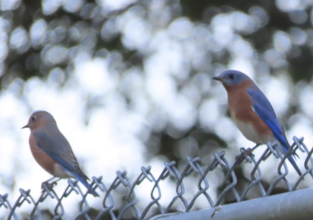 Azulejo Oriental - ML644248033