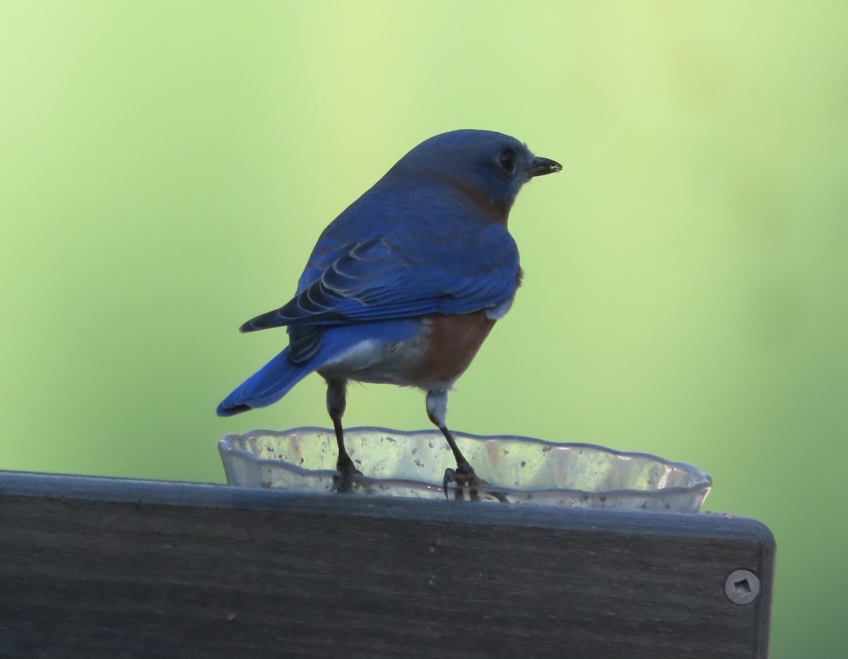 Azulejo Oriental - ML644248034