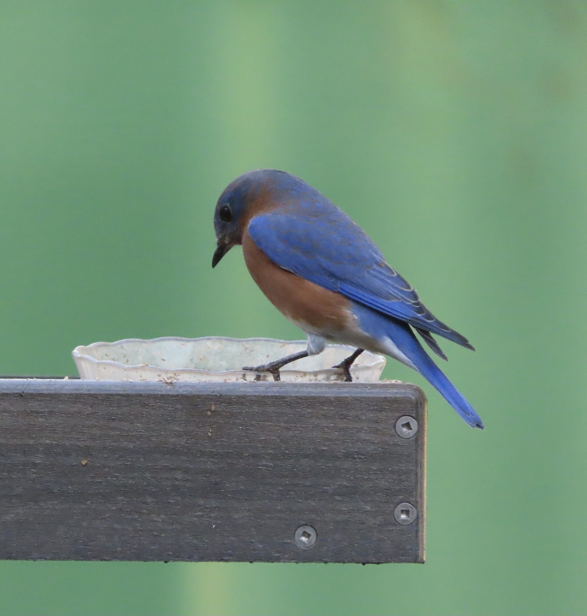 Azulejo Oriental - ML644248035